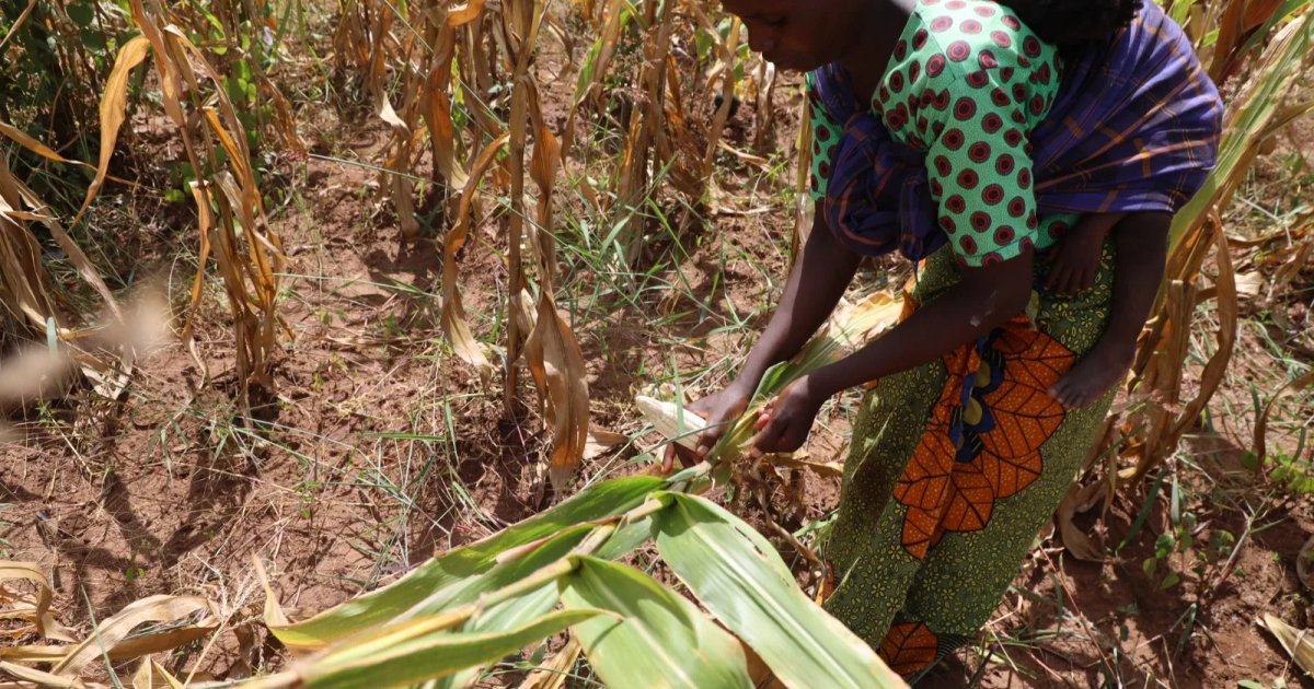 مواجهة آثار ظاهرة النينيو في إندونيسيا