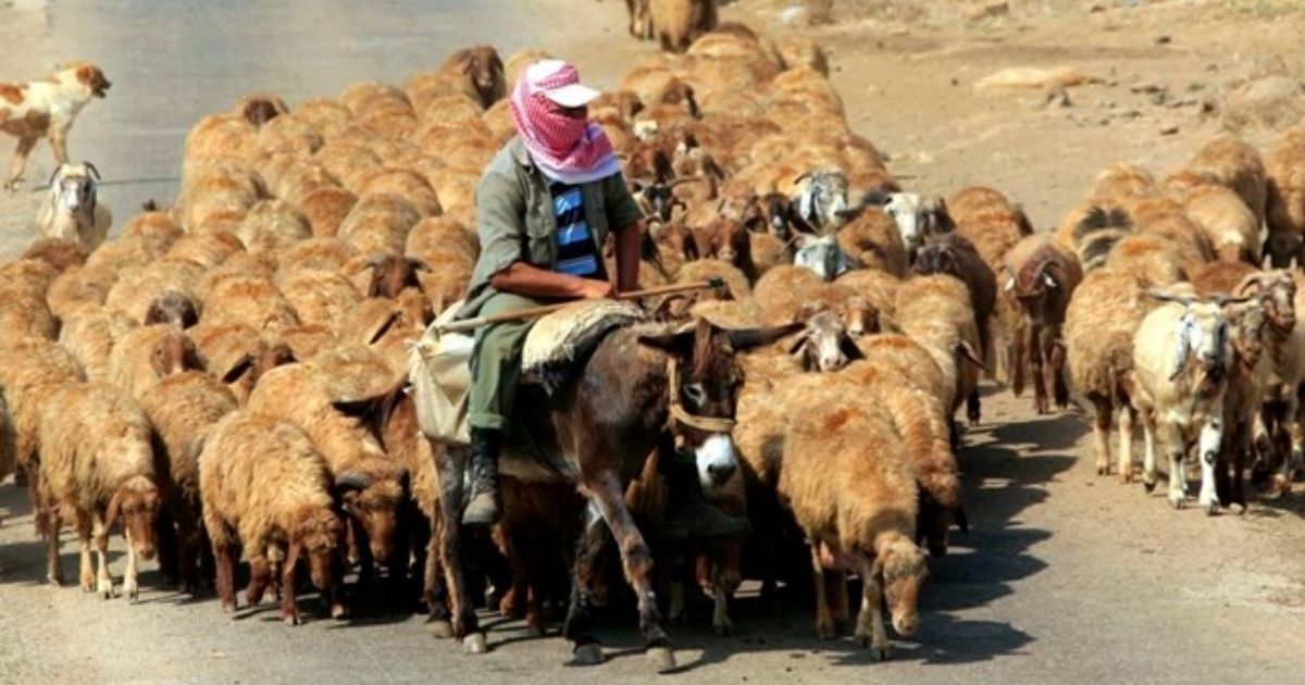 قصة لبناني من طباخ إلى راعي غنم في السعودية