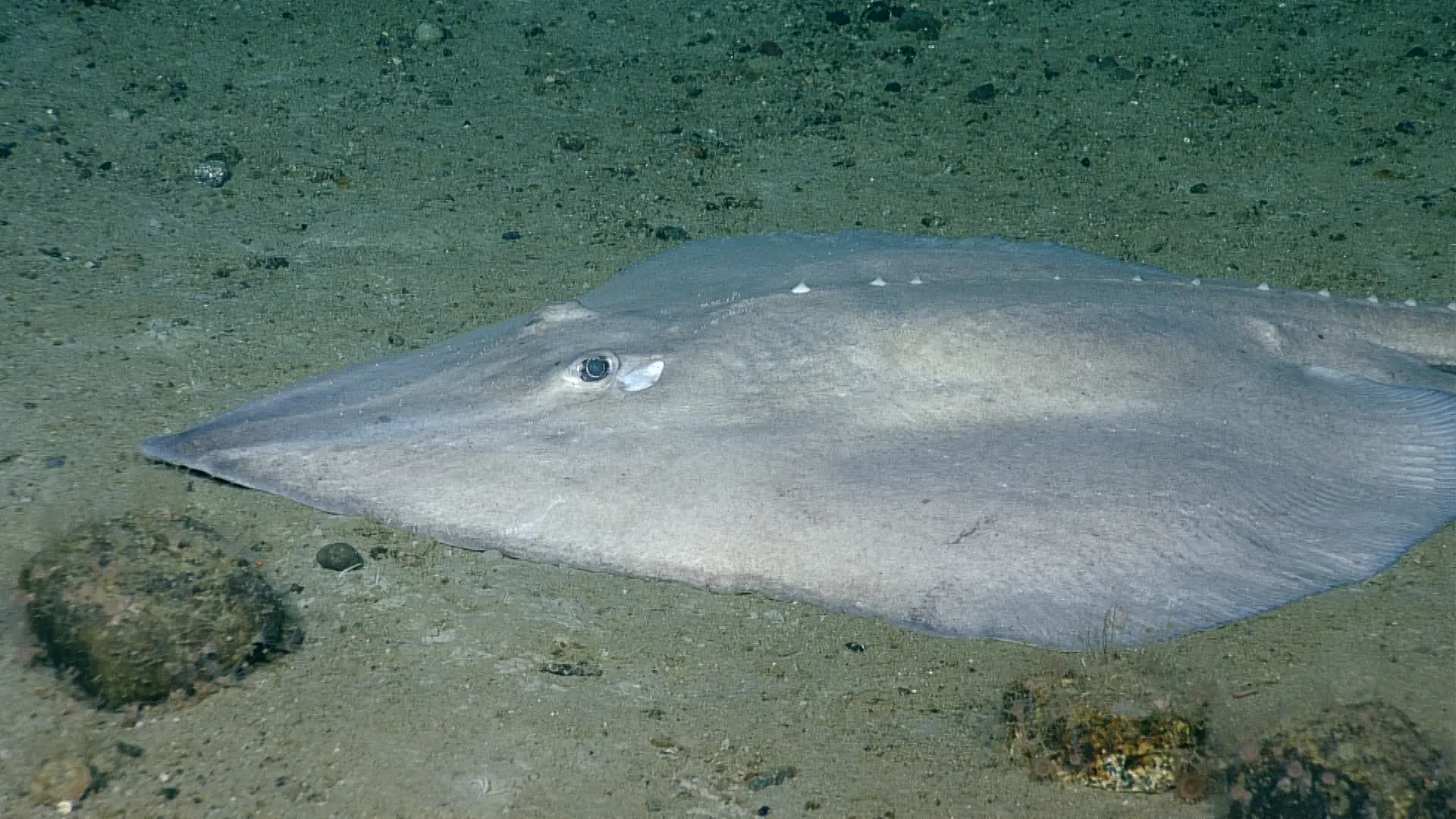 اكتشاف بيضة ذهبية في المحيط يثير اهتمام العلماء