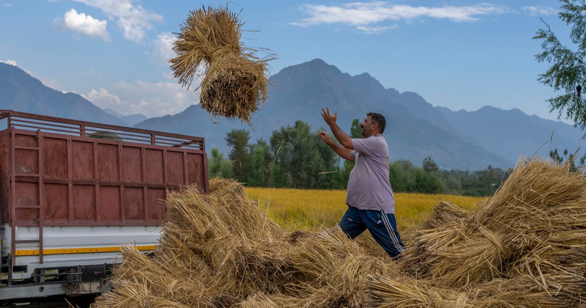 Indonesia Confirms Sufficient Rice Stock for El Niño