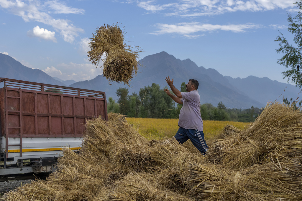 إندونيسيا تؤكد كفاية مخزون الأرز لمواجهة النينيو