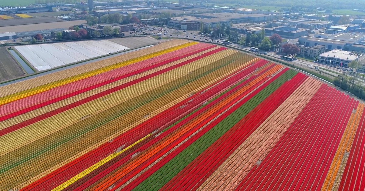 Experience the Tulip Bloom at Keukenhof in Holland