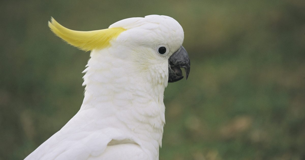 Cockatoos Learn from Peers: New Study on Social Learning