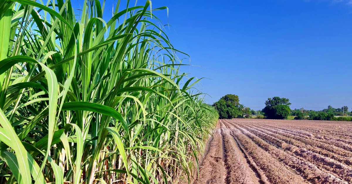 Zuckerrohraufnahme in Blora zu Regierungspreisen