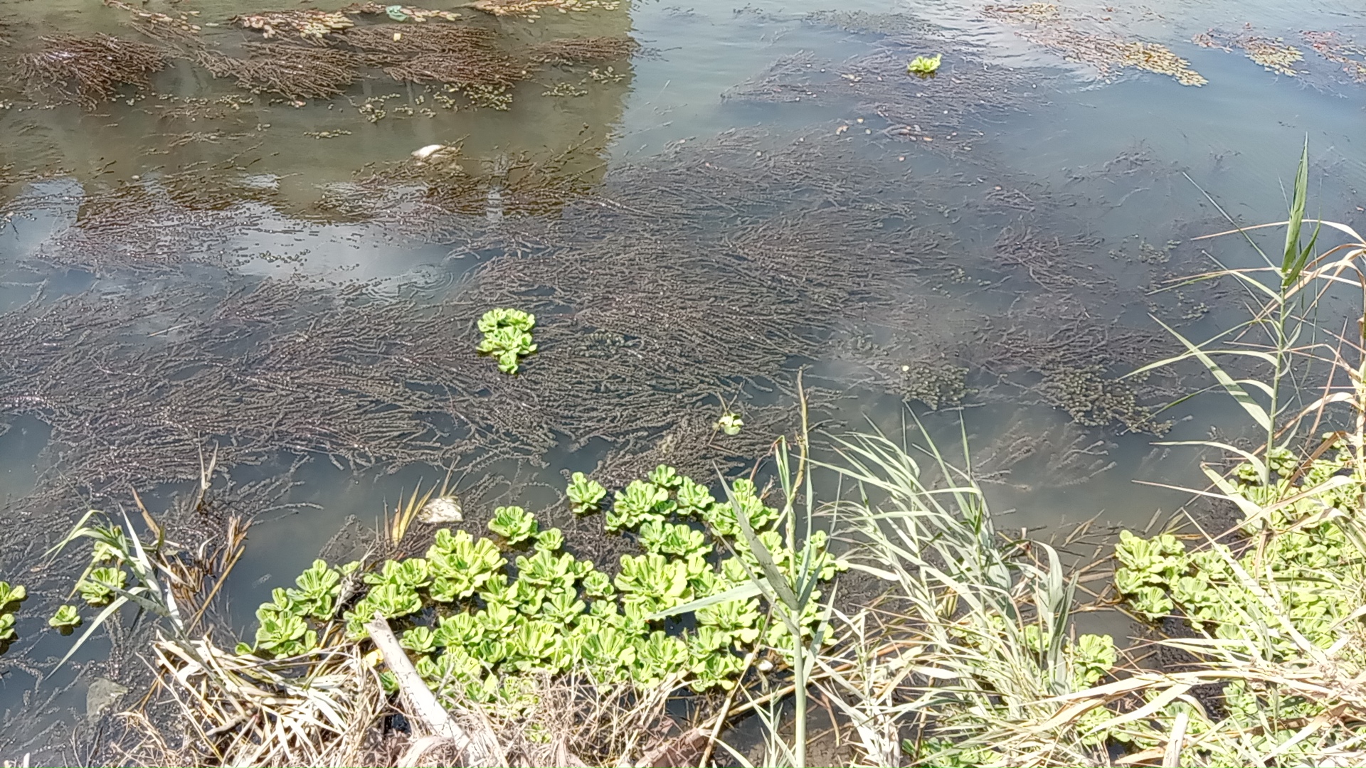 Nouvelles mesures pour protéger le Nil en Égypte