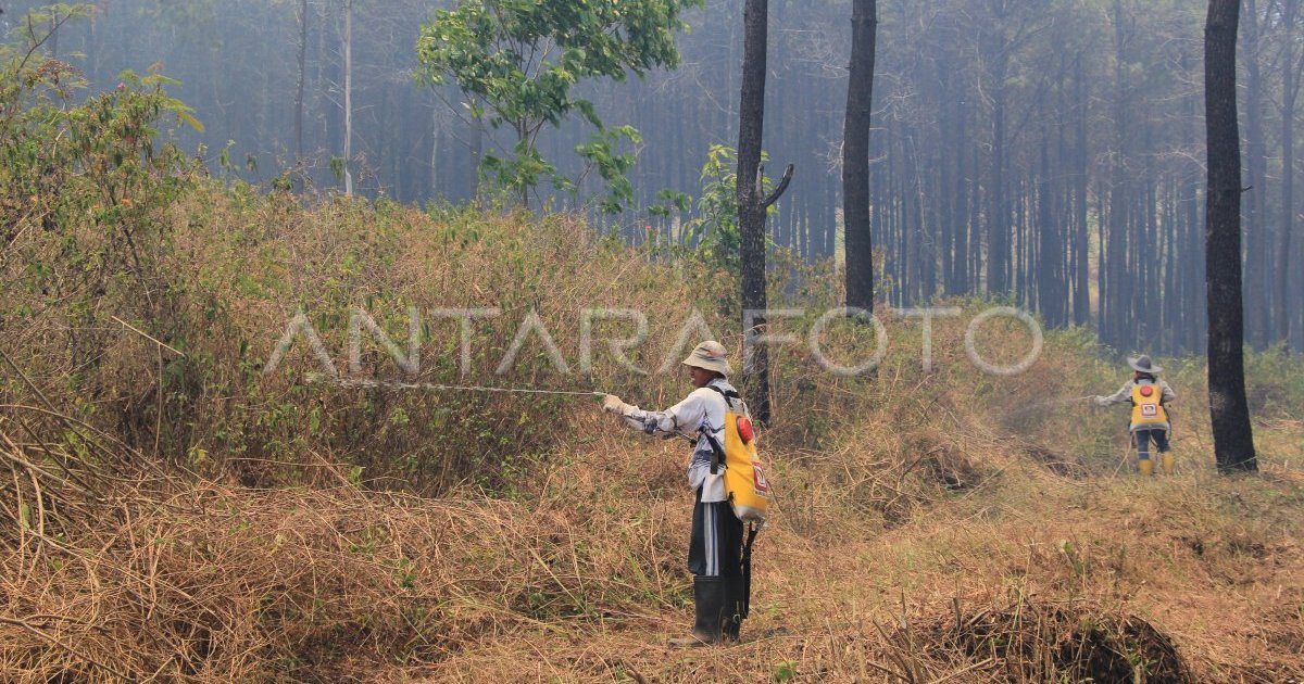 Waldbrände in Indonesien: Feuerwehr und Kontrolle