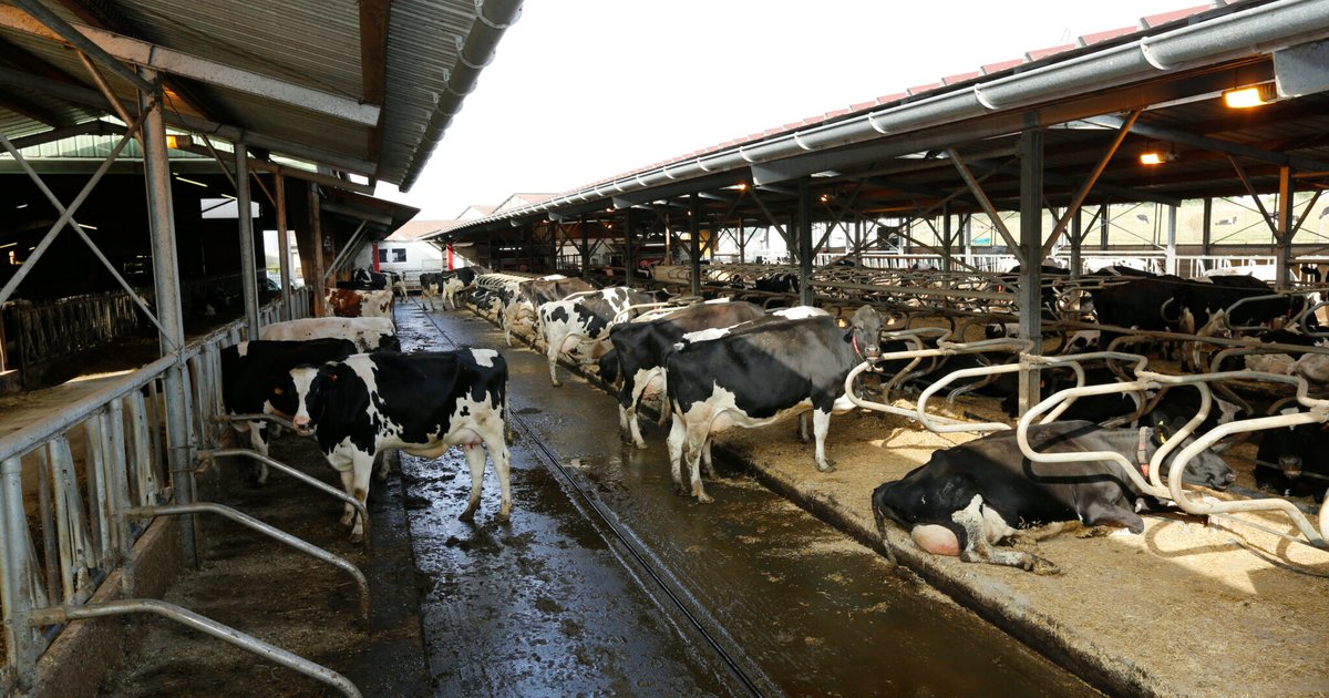 Dairy Prices: No Real Increase, Just End of Temporary Offer