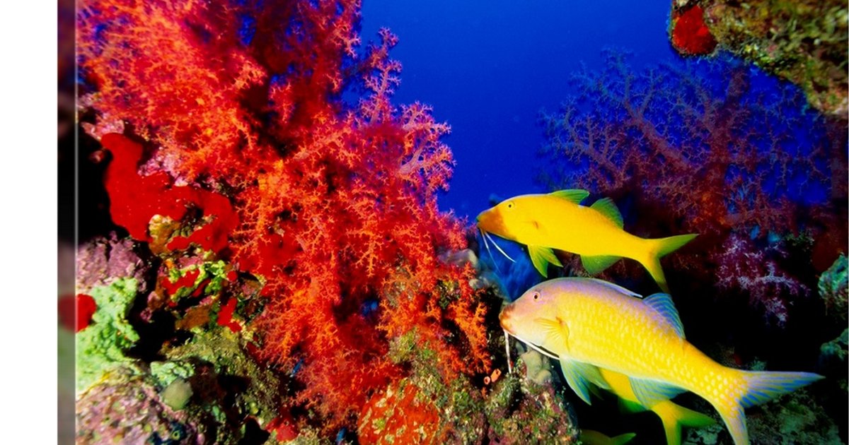 L'Égypte réussit la première reproduction industrielle de poissons