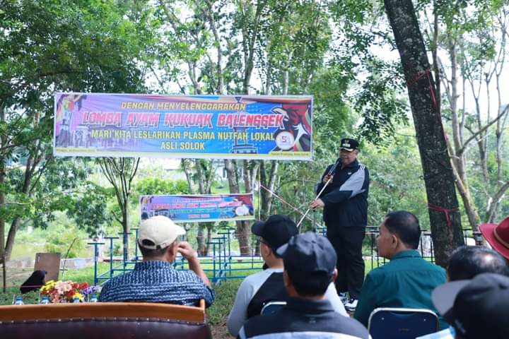 Concours de poules Kokok Palingk à Solok