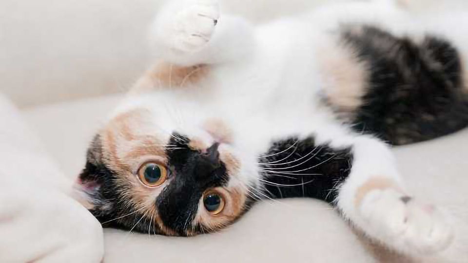 دراسة تكشف القرابة الجينية بين الإنسان والقطط