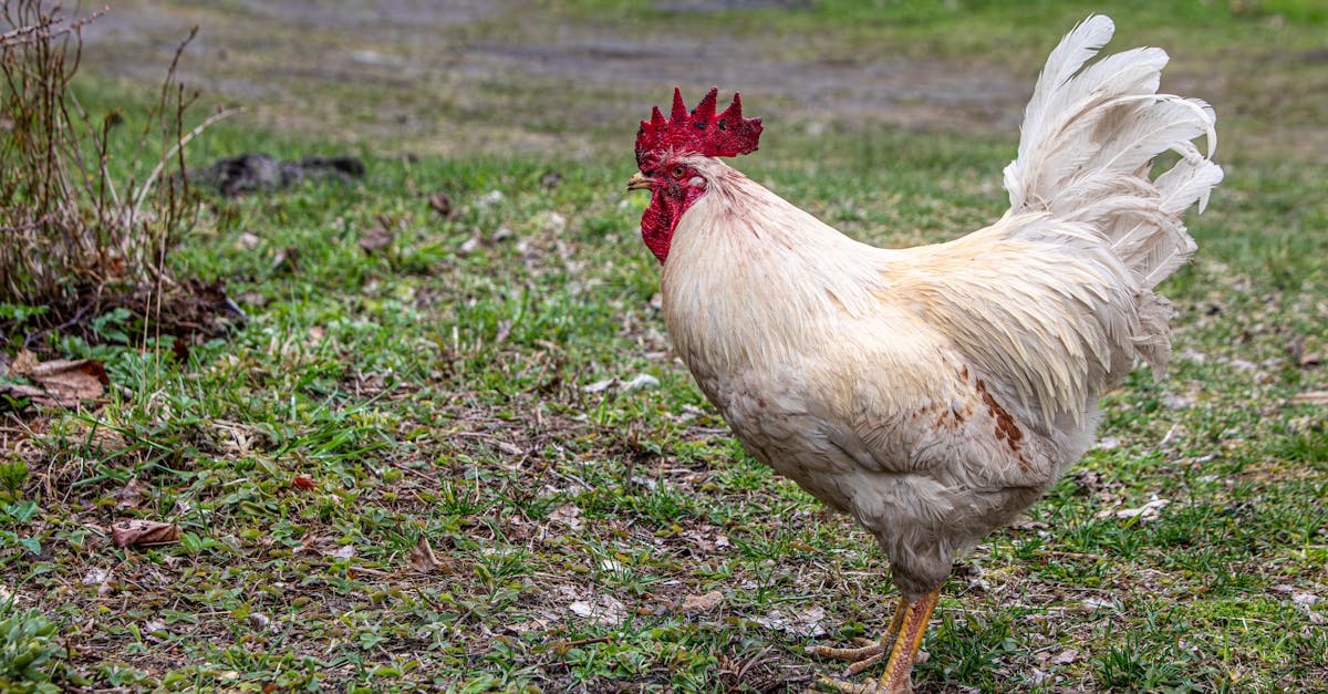 أسعار الفراخ البيضاء والساسو وكرتونة البيض في مصر