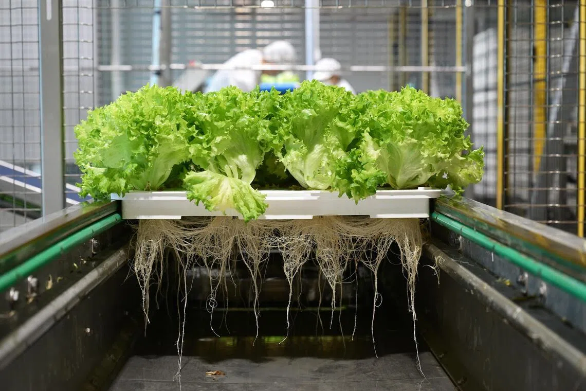 Singapour élargit la période pour diversifier la production