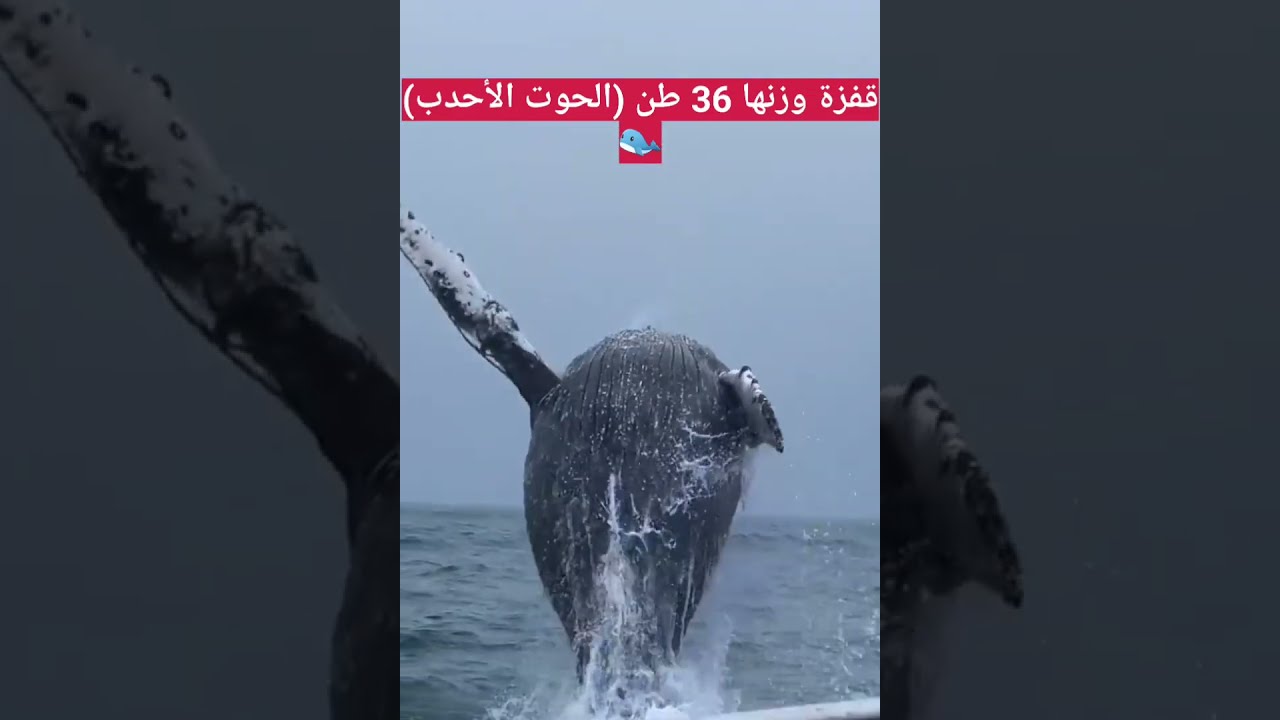 Drama balenei cu cocoașă în Marea Baltică