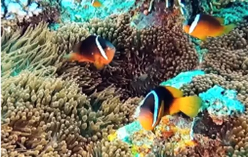 Turunkan Kecelakaan Lalu Lintas di Indonesia