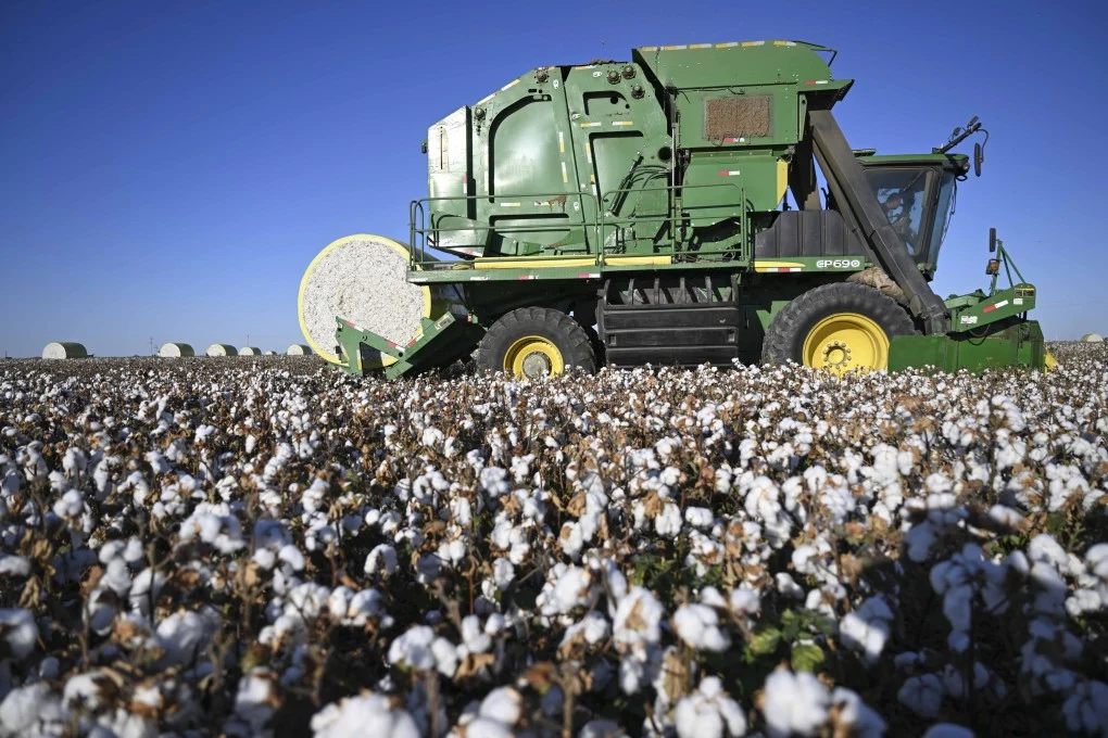 Innovation chinoise pour augmenter la production de coton