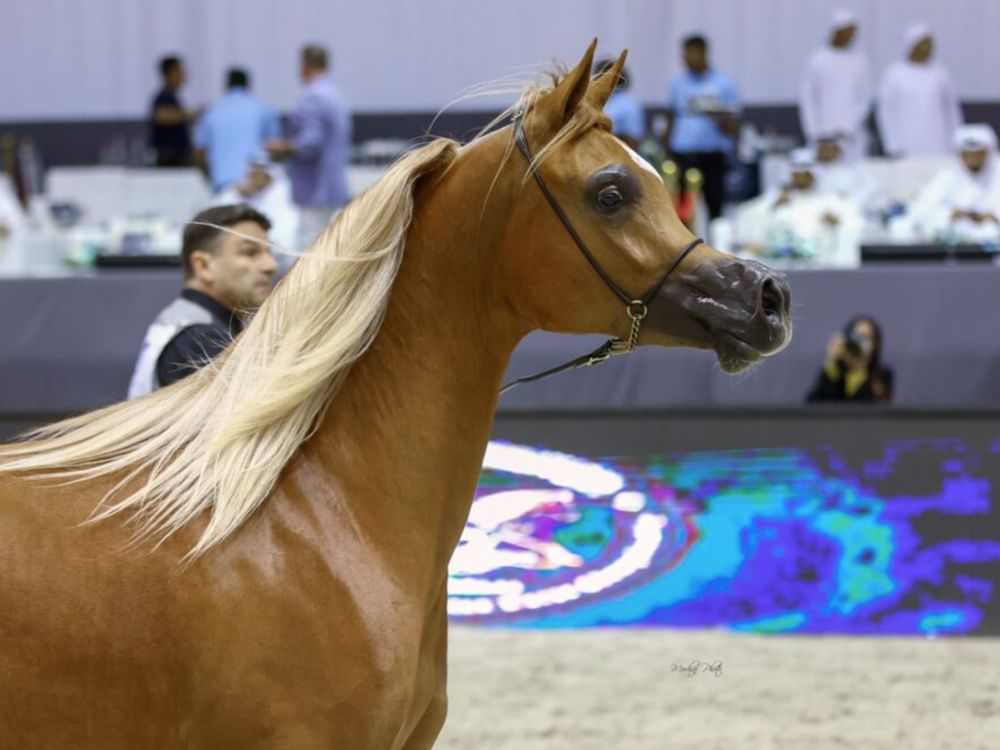 Start der Dubai International Arab Horse Show 2026