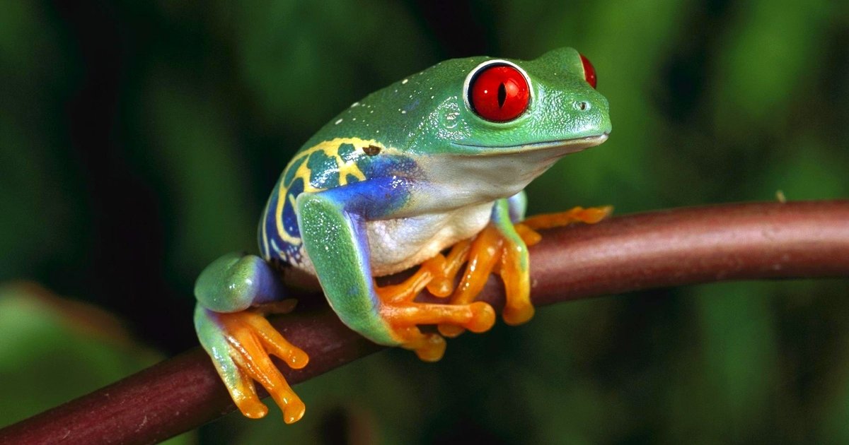Explore Trust: Frog or Horse Test Reveals Thinking Styles