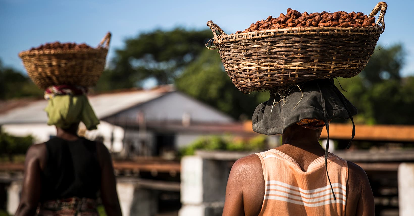 الشوكولاتة المستدامة: مستقبل الحلويات