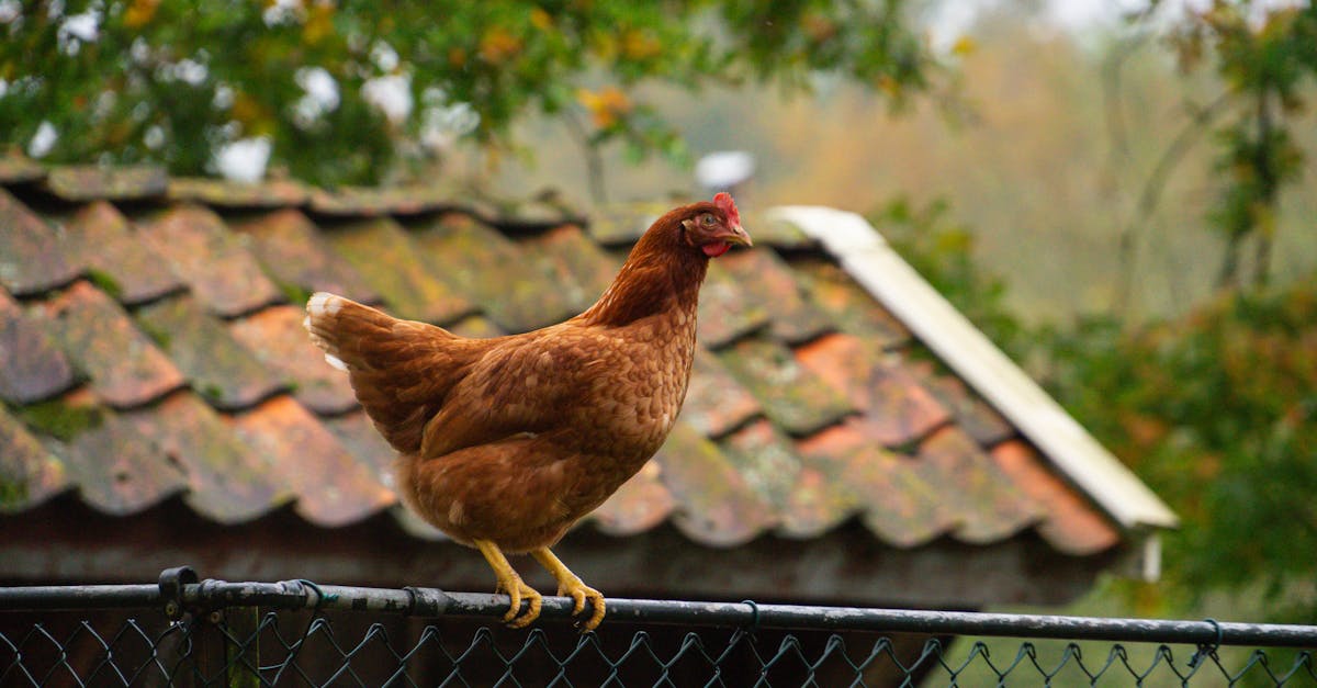 أسعار الدواجن في مصر: ارتفاع ملحوظ في أسعار الفراخ البيضاء