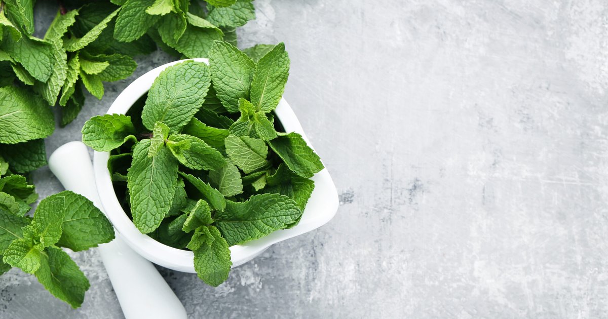 Bienfaits du menthe pour la santé et son impact