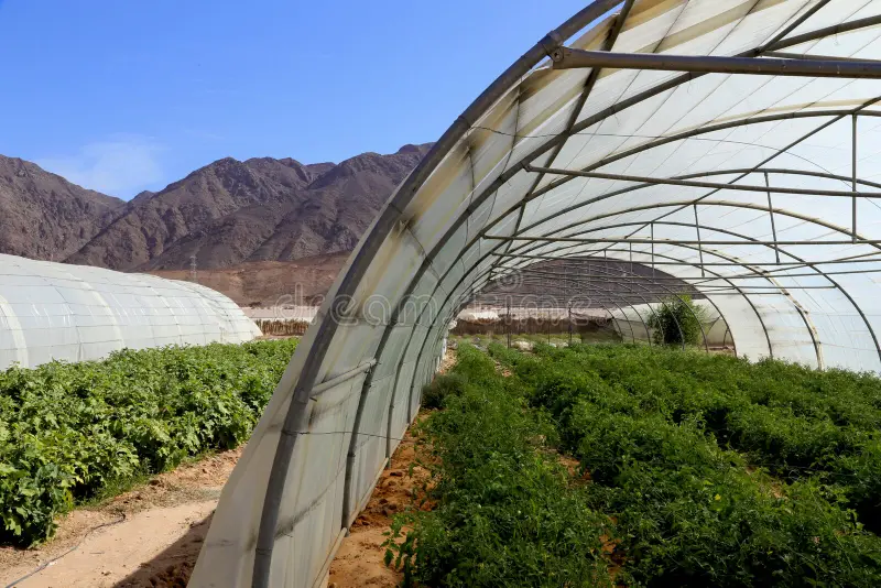 Aumento de precios de verduras en el norte de Sinaí