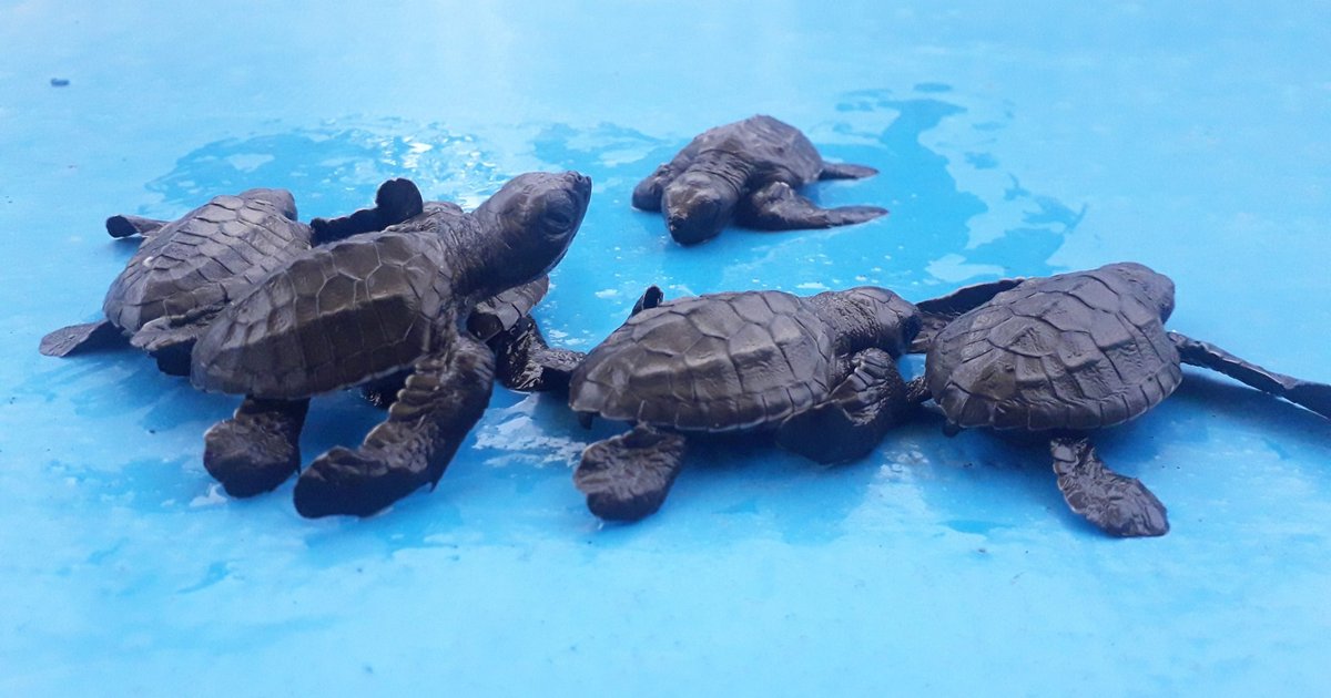 استراتيجية جديدة لحماية السلاحف في بلitung