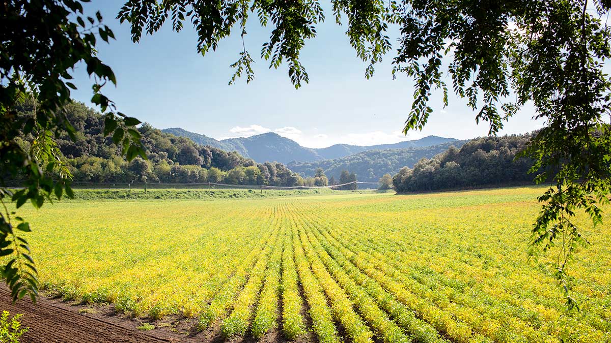 Indonesia Announces New Penalties for Agricultural Land Conversion