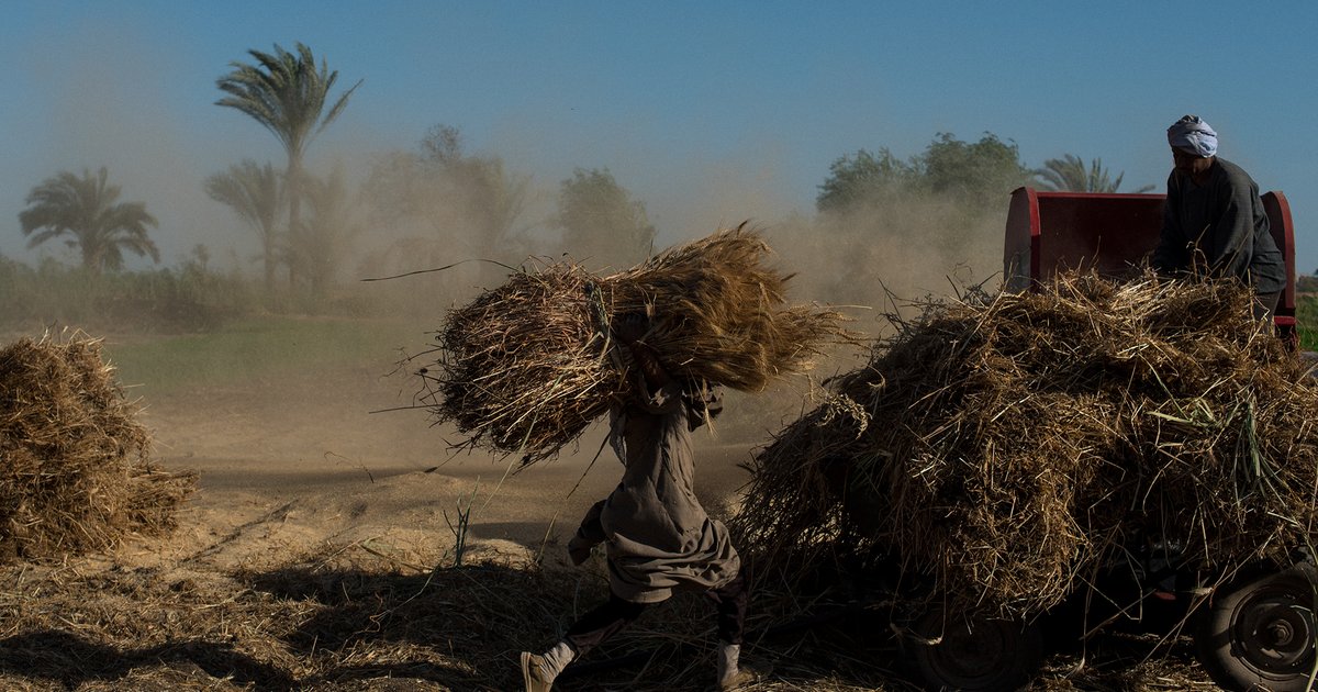 استعدادات محافظة المنيا لاستقبال القمح لموسم 2026