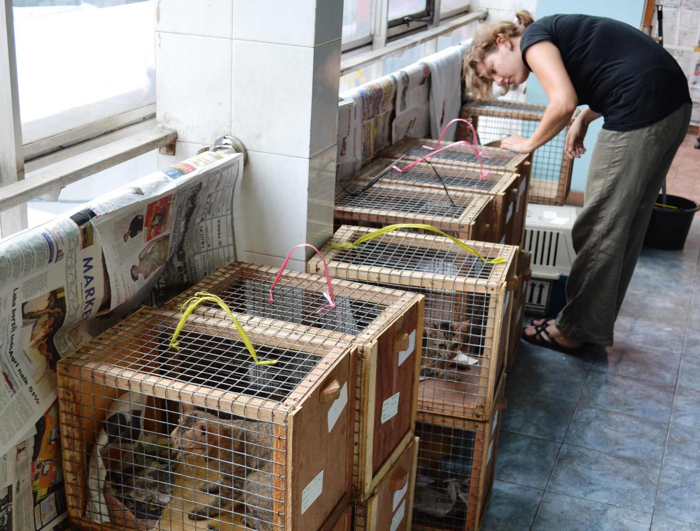 حملة لتعقيم القطط في جاكرتا لدعم مبيعات الأسماك الزينة