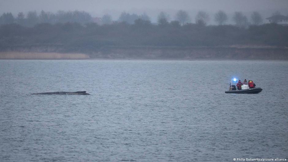 Gesundheitszustand des Buckelwals in der Ostsee