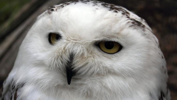 Schutz der Harry-Potter-Eule nach drohendem Aussterben