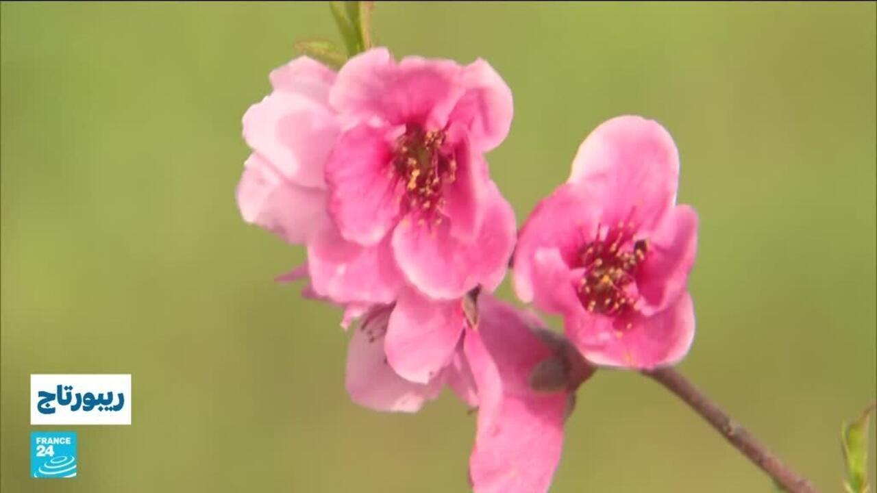 Saison "Zahra" à Marrakech : Célébration de l'héritage culturel