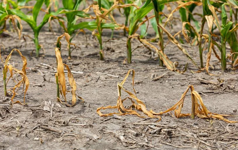 Stratégies indonésiennes pour la sécheresse et la sécurité alimentaire