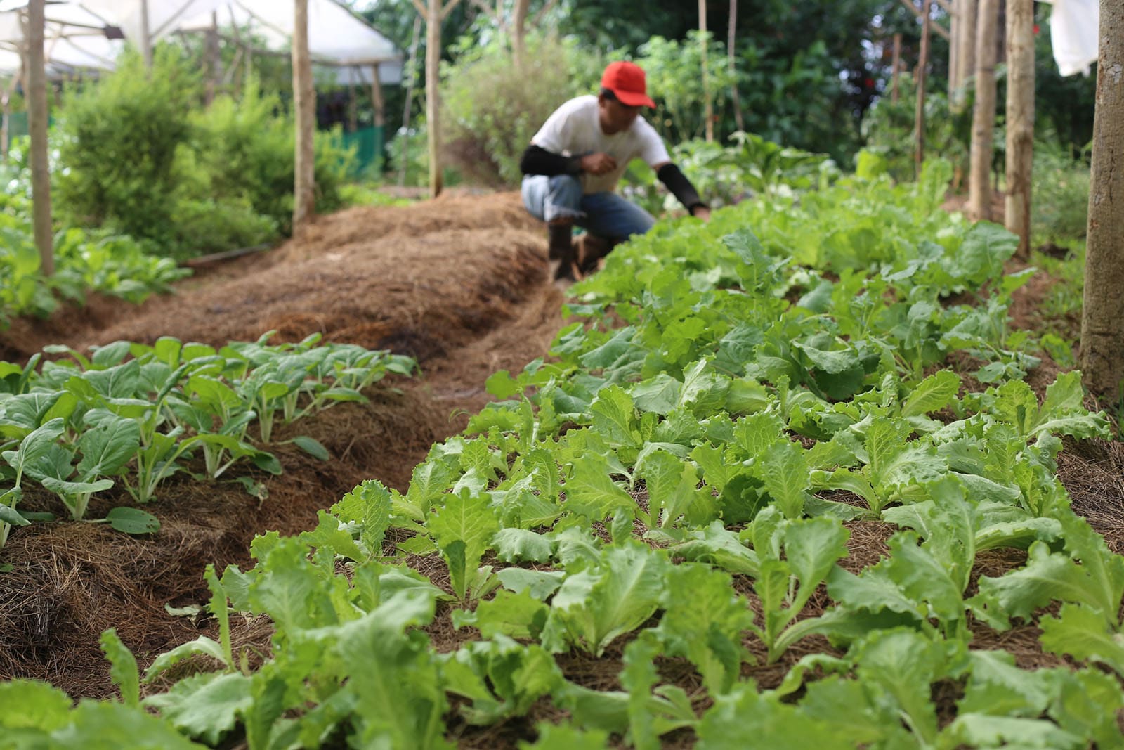 Techniques agricoles écologiques pour réduire les coûts