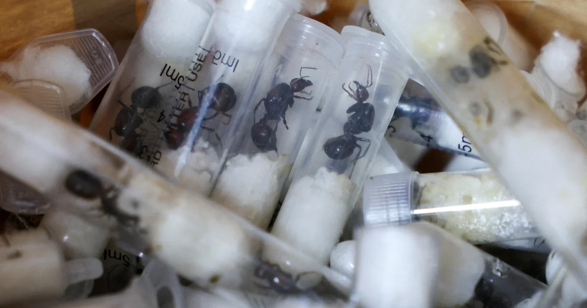 تجارة النمل في كينيا وتأثيرها البيئي