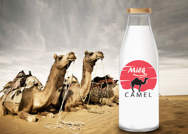 حليب الإبل: مشروب الربيع في الحدود الشمالية