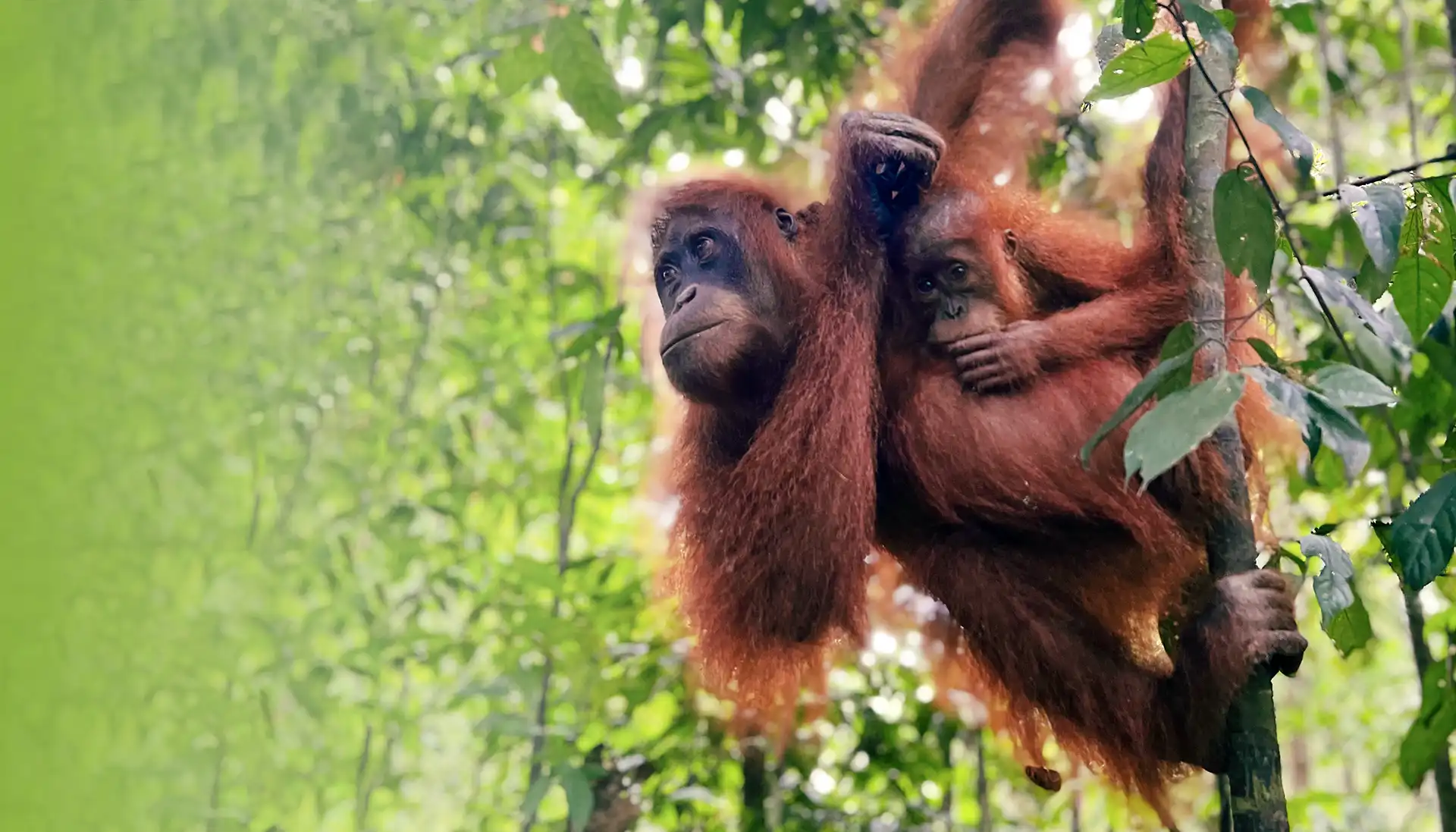 إنسان الغاب في إندونيسيا تستخدم جسر مظلة لعبور الطرق