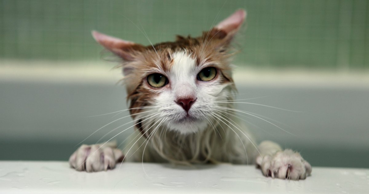 Penyerangan Pembuat Konten karena Kucing di Kairo