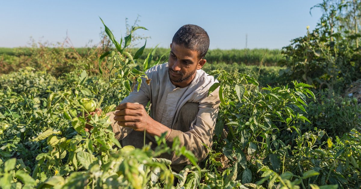 État d'urgence face aux impacts climatiques sur l'agriculture