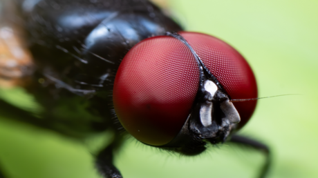 Invasion de mouches noires piquantes en Californie