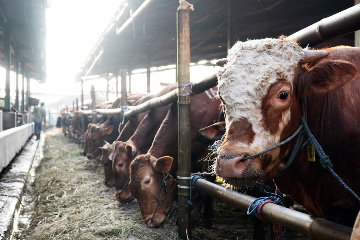 Dharma Jaya تعزز احتياطي اللحوم لمواجهة التحديات العالمية