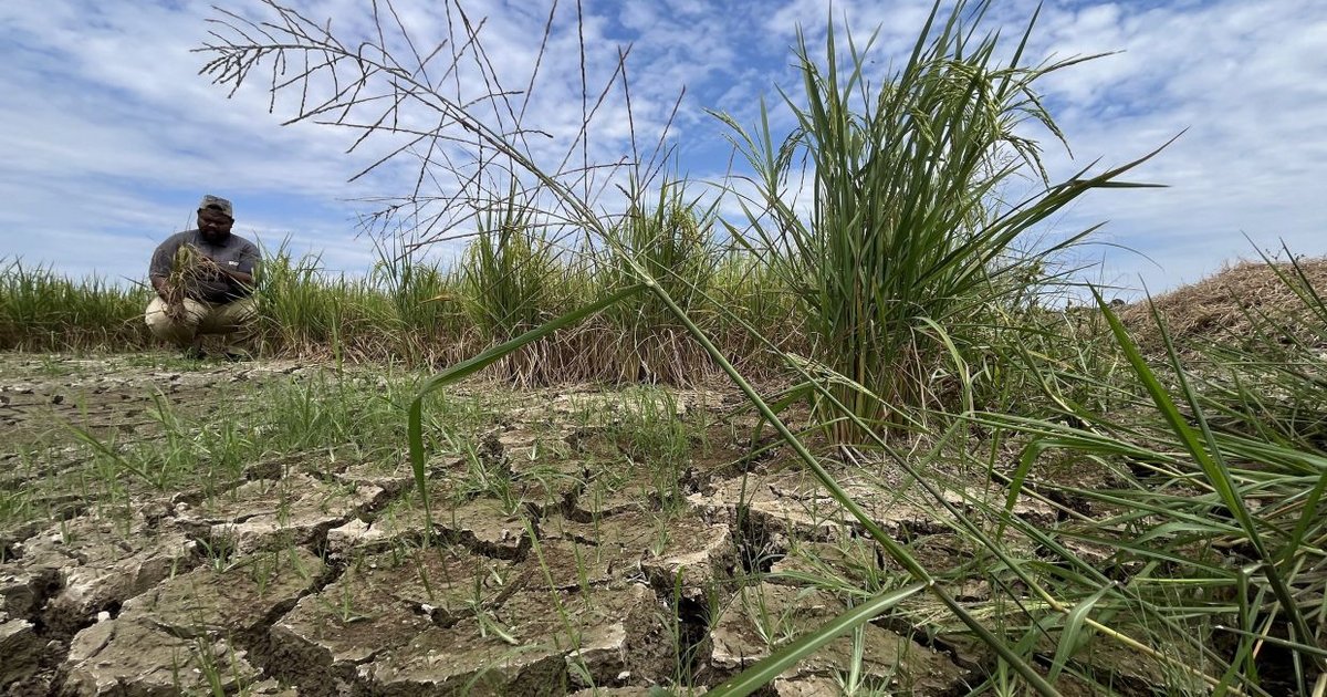 Rising Temperatures Threaten Rice Fields in Malaysia