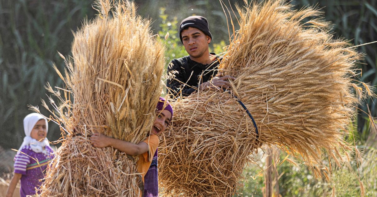 L'insécurité énergétique menace la production de blé et de maïs en Afrique du Sud