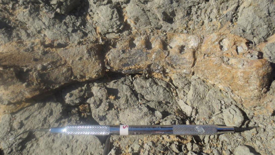 اكتشاف ديناصور جديد بأشواك غريبة في الصين