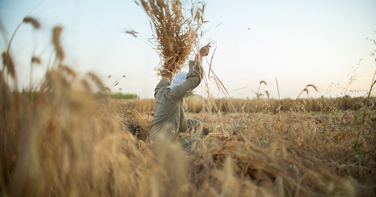 حصاد القمح والبطاطس في الوادي الجديد