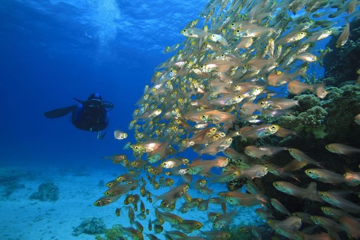 المعرض الدولي لقطاع الغوص في العقبة