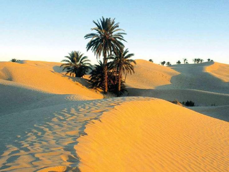 Retour de la vie dans le Sahara : un avenir verdoyant ?