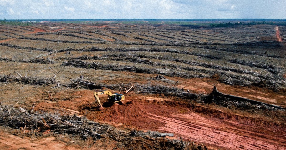 Indonesien startet Kampagne zur Säuberung illegaler Palmölplantagen
