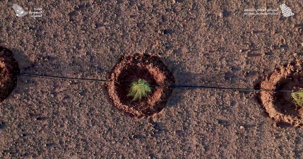 Saudi Arabia rehabilitates one million hectares in afforestation