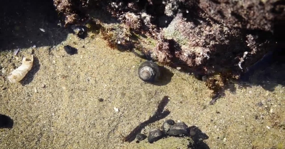 አዲስ የተንቀሳቃሽ እንቁላል የተመረቀ ይሆናል